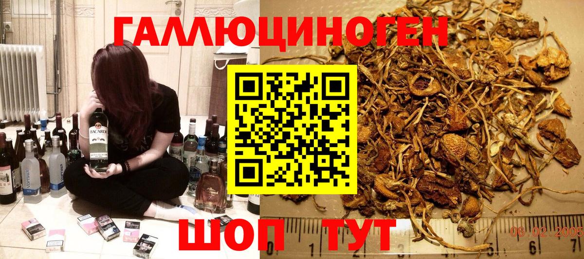 Галлюциногенные грибы Psilocybine cubensis Луга